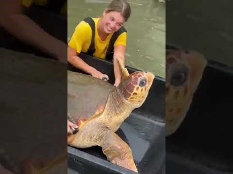 Moving the sea turtles out of the tidal pool due to Hurricane Helene’s storm surge for