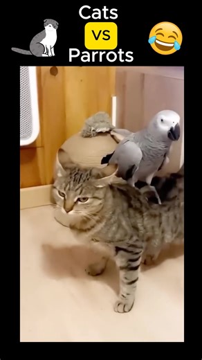 Cats VS Parrots 😸❤️🦜 #cat #parrot #shortvideo