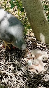 5.9K views · 33 reactions | Eagle Parents Bringing Fresh Meat to Their Baby. | Review Birds News | Facebook