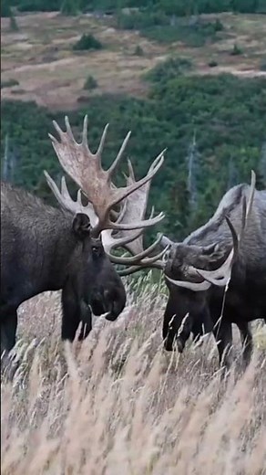 Moose Battle: Epic Antler Clash in Majestic Mountain Field!
