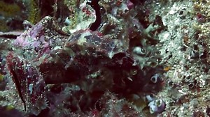 3.9K views · 32 reactions | Macht Laune auf einen, zwei oder mehr Tauchgänge... Ein kleiner Freitagsgruß mit einem Tauchvideo aus dem Oman - Daymaniyat Islands mit den Euro-Divers Oman | Taucher.Net | Facebook