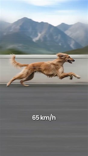 Fastest Dogs Breed in the World 🐕