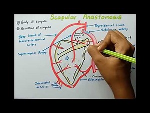 Shoulder's Backup Blood Pathway? SCAPULAR ANASTOMOSIS