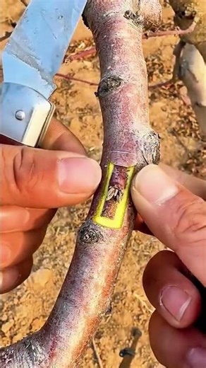 How to Do Plant Grafting Step by Step | Easy & Effective Method