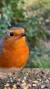 Feeding my cutie 😍 #mycutefriendrobin #robinredbreast #birdwhisperer #kızılgerdan #animalwhisperer #myfriendrobin #smallbird #gardenbirdsuk #british_wildlife_hub #friendlybird #wwtlondon #conkernaturemagazine #all_perfect_shots #bird_of_ig #mybirdfriend #eye_spy_birds #dailybirdpix #birdinnature #birdreels #birdvideo #animalwisdom #robinloversofinstagram #gardenbirdsofinstagram #passion_4_living_photos #wildbirdsofinstagram #cuterobin #cutebird #iphonevideography #phonevideography #wildbirdphot