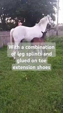 Bending the Rules: The Foal with Flexural Deformity