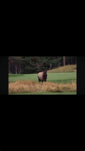 ELK #sorotan Steam | Elk Elk