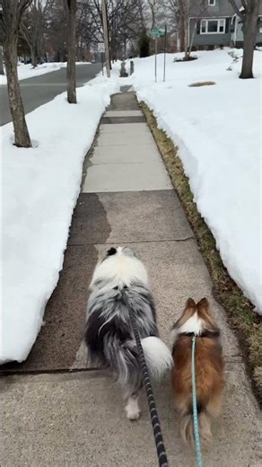 Oreo&Cookie - Walking dogs simulator #dogs #vlog #walking #tired #homesick