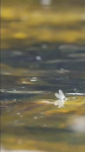 Mayfly Lifecycle Explained (For Fly Fishing)
