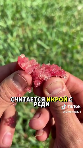 ulychcsa71 on TikTok