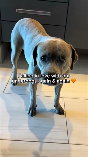 Differently abled doesn’t mean unable! Meet our super powered dogs in foster or our TLAC location!