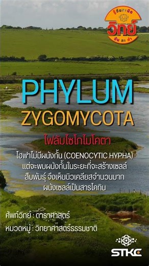 รู้วันละนิด วิทย์วันละคำ | Phylum Zygomycota : ไฟลัมไซโกไมโคตา