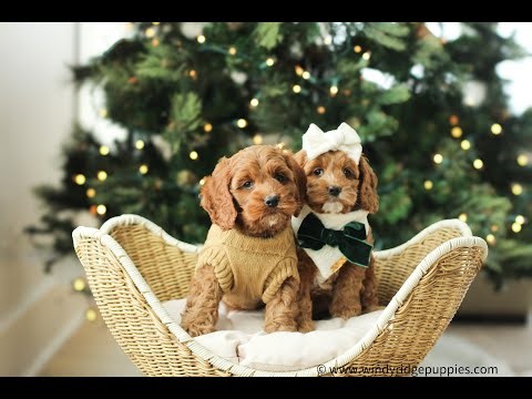 Windy Ridge Cockapoo Puppies at 8 weeks