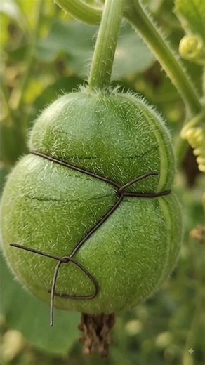 What will happen to these three types of pumpkins part1 #short #shorts #shortvideo ||part1||