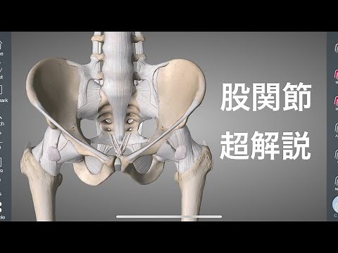 股関節の解剖学を総合的に解説してみた