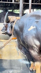 Massive Baahubali bull Getting Showered 2024 || #BiggestBull #Cow #BiggestCow #BiggestCowintheworld #BiggestBrahmanBull #1950kgBull #HeaviestBullintheworld #bmw #ad #fyp #HeaviestCowintheworld #Chianina #SapiPO #OngoleGittalu #Asturianadelosvalles #Kankrej #Guzera #Vaca #Stier #Bullen #GreyBrahman #RedBrahman #Hereford #Braford #SibiBhagnari #Marchigiana #Limousin #Boran | Biggest Cow in Bangladesh