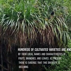 17 reactions | The hala fruit is a large edible fruit made up of numerous segments called keys or cones and is found in Southeast Asia, eastern Australia, Pacific Islands and Hawaii. | Fruits N Flowers | Facebook