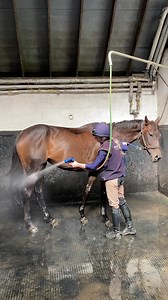 190K views · 6K reactions | La Domaniale enjoying a shower after her canter this morning  癩 | O'Neill Racing | Facebook