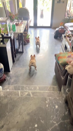 Do your Frenchies do the same with other dogs?🤣🤣 #frenchbulldog #dogs #frenchie #frenchielife #frenchiegram #frenchiefun #dailyfrenchie #fblifestyle | Bully Vibe Media