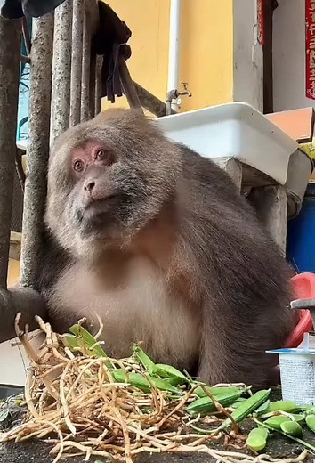 Xingxing the Monkey Laughs: Adorable Animal Moments