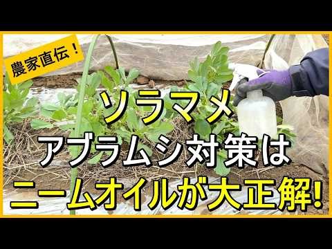 [Broad Bean Cultivation] The Correct Way to Use Neem Oil, which is Effective Against Aphids [Dire...