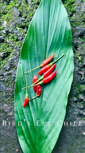 Bird’s Eye Chilli🌶️ | How to grow bird’s eye chilli from Seeds |