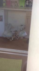 56K views · 292 reactions | Just found this video.. our gorgeous Kemo.. you can see his markings on this. Sorry for waking you up boy | Find Kemo | Facebook