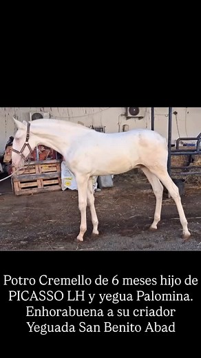 Potro Cremello de 6 meses hijo de PICASSO LH y yegua Palomina. Enhorabuena a su criador Yeguada San Benito Abad. | Picasso LH Yeguada Eduardo Aguilar