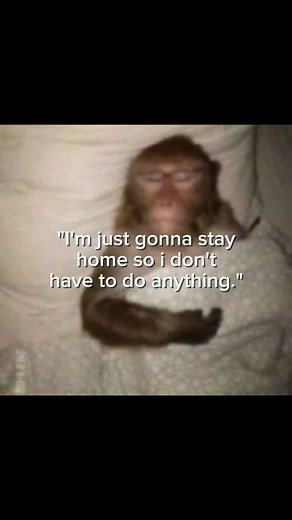 timmythemonkey on Instagram: "By Albert Einstein Follow for more monkey quotes #monkey #monkeys #monkeylover #quote #fypage #fyp #reel #motivation"