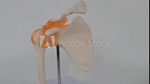 Understanding the anatomy of the human shoulder joint using a detailed model