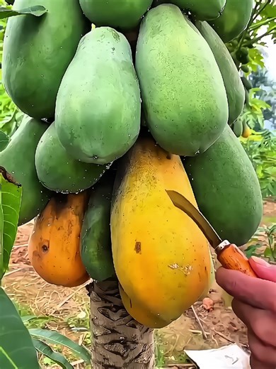 Delicious Fruit Recipes to Try at Home