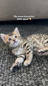 Too smol to bake 🥹🥔 #cute #illegallysmolcats #bengalkitten #cats | The Kitten Spot—For Kittens with Spots