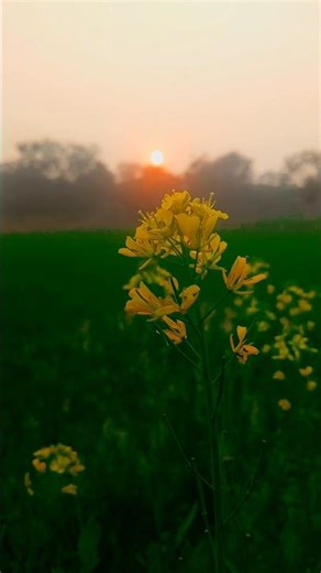 🌿 #village #farming 🏠👍