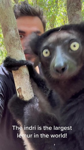 The Indri: The Biggest Lemur in the World!