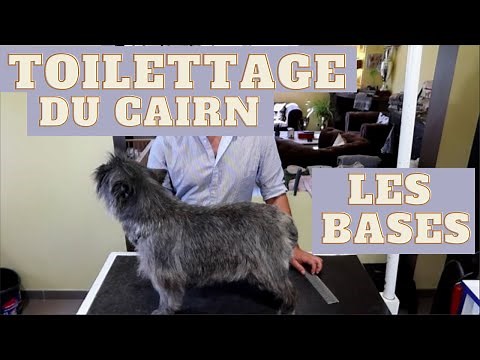 Toilettage du Cairn Terrier - les bases - Première étape.