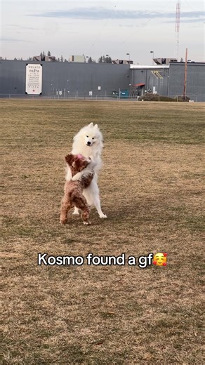 Samoyed vs. Doodle: A Playful Comparison