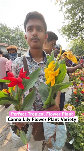 Canna Lily 🌺🔥 | Tropical Flower Plant at Galiffstreet Nursery #shorts