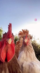 The roosters love my new song. 🤠🐓🌽 The Roosters Gonna Crow. | The Real Cowboy Calvin