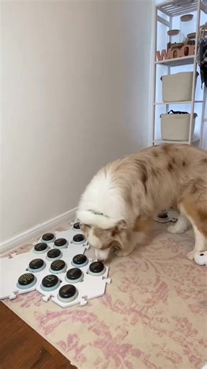 It’s potty time! #dogsoftiktok #flambothedog #talkingdog #funnydog #cutedog #dogsthattalk #talkingdogsoftiktok | Karen Mila