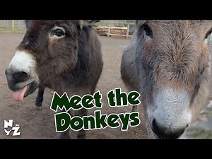 Meet the Donkeys, Miniature Donkeys & Poitou Donkeys
