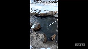 33K views · 538 reactions | Yeah, that monster's still out there. While doing a sampling demonstration for a class at the Manchester Fish Hatchery, our staff came across this giant brown trout - the largest Mark Winn has seen in his 25 years of field work! | Iowa Department of Natural Resources | Facebook