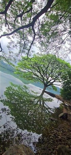 “Mirror of Nature 🌿 | Serene Tree Reflection by the Water”
