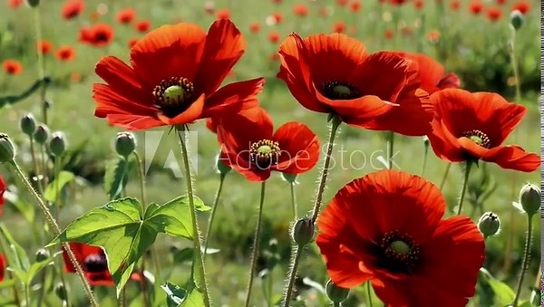 Stunning 4K Ultra HD close up footage of bright red poppies blooming in a sunlit meadow gently moving with the wind captured in high quality 4K resolution