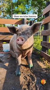 Hoof Care 💅🐷 One of the most common questions we get during spa day is: “Why are you using sedation?” So let’s start there! Not all of our pigs fit in the pig lift, and many of them require multiple treatments for different issues all at once. We provide care for pigs into their senior years, and as they get older - more issues pop up. When done properly, sedation is 100% safe - and it’s actually the least stressful way to address ten things at the same time. Many of our residents, especially 