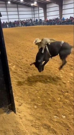 Cowboy Cat Rides Bucking DOG Rodeo Bull?! 😱 Perfect 8-Second Ride! (AI Animals)