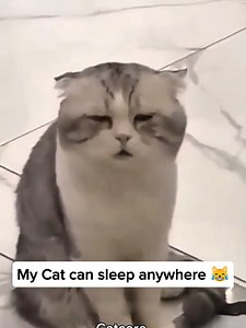 Funny Cat Sleeping Anywhere Compilation