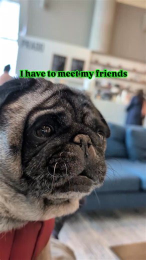 Uber/Cab or Train/bus? Choices choices choices #pug #puglife #uber #train #fblifestyle #mom #ig #fbreels #uberdriver #pet #dog #trainpassengers | Jacob ThePug Canada