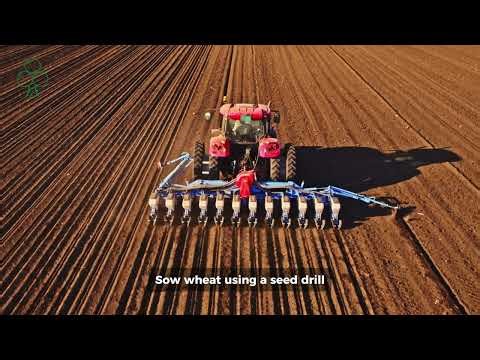 Wheat Cultivation in Rainfed Areas | Complete Guide for Higher Yield - Agrotree lifescience