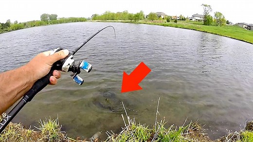 7 Surprising Fish You Can Catch in Neighborhood Ponds