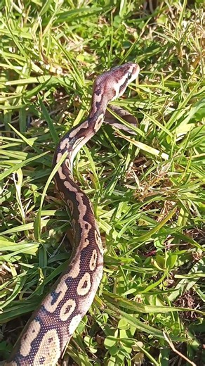 Ball Python On The Move...